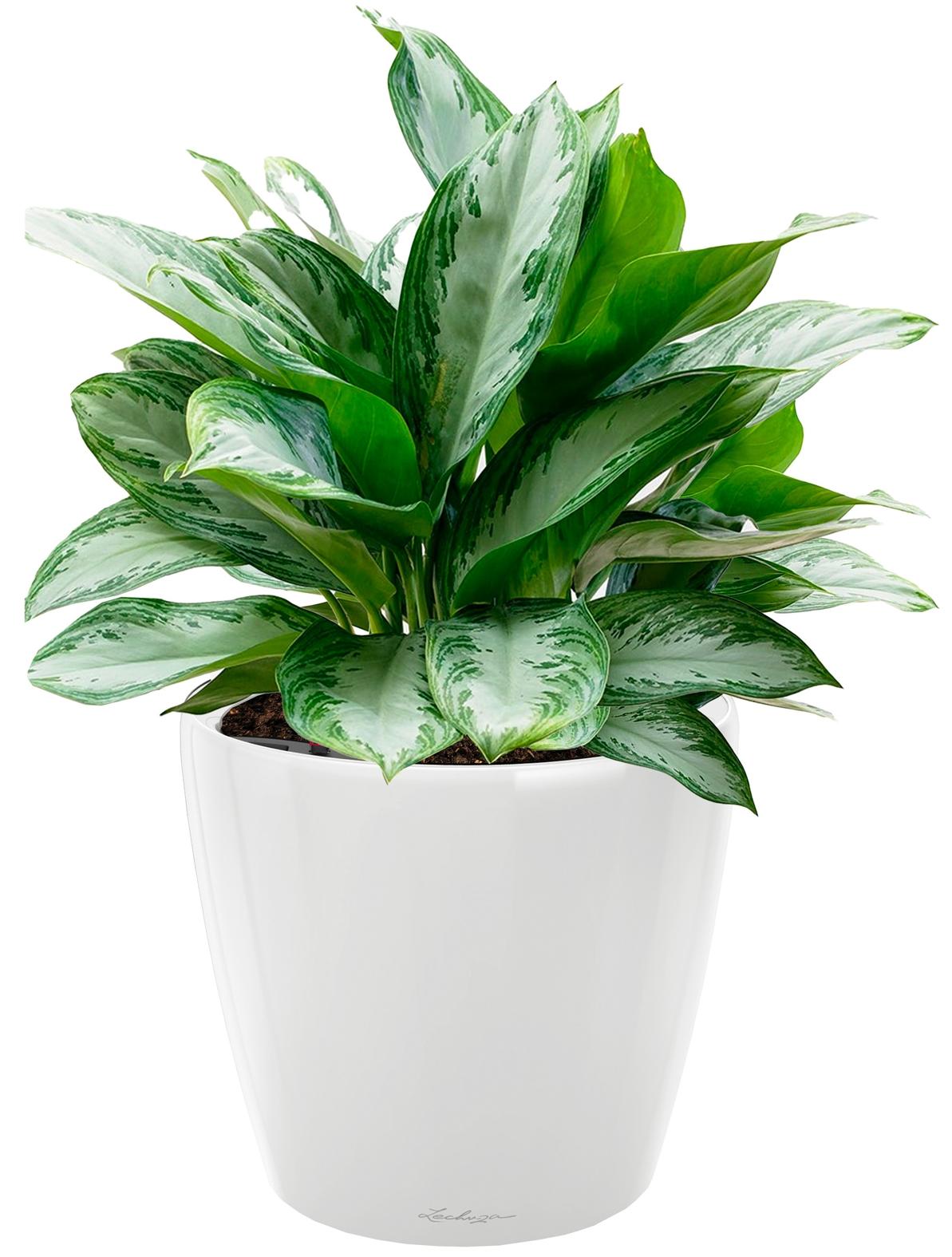 Aglaonema Silver Bay in LECHUZA CLASSICO LS Self-watering Planter, Total Height 90 cm