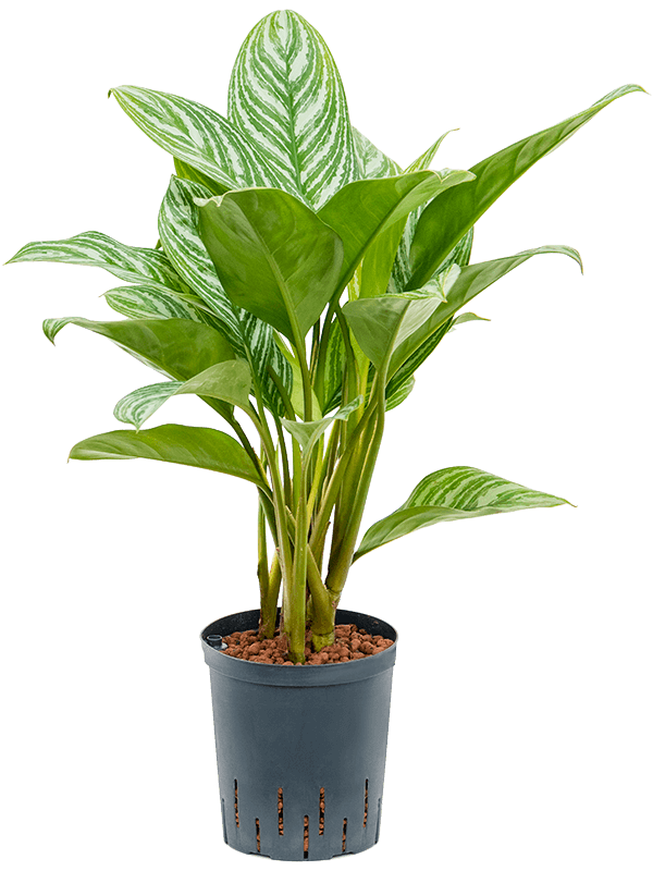 Shade-loving Chinese Evergreen Aglaonema 'Stripes' Indoor House Plants