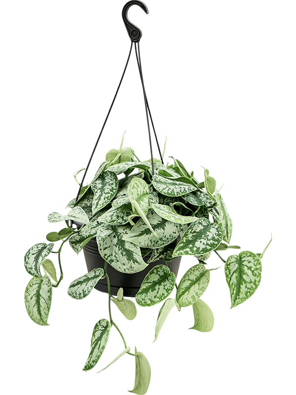 Shade-loving Satin Pothos Scindapsus pictus 'Trebie' Indoor House Plants