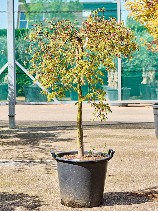 Acer pal. diss. 'Viridis' (120-150)