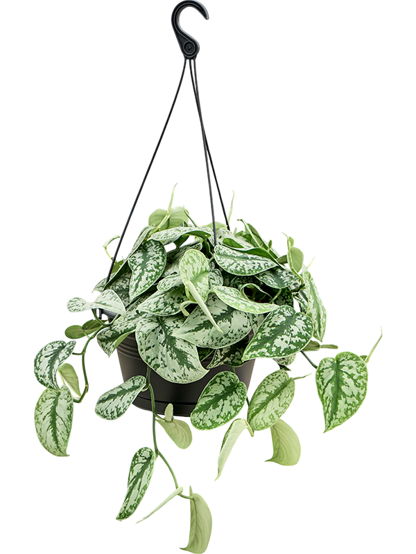 Shade-loving Satin Pothos Scindapsus pictus 'Trebie' Indoor House Plants