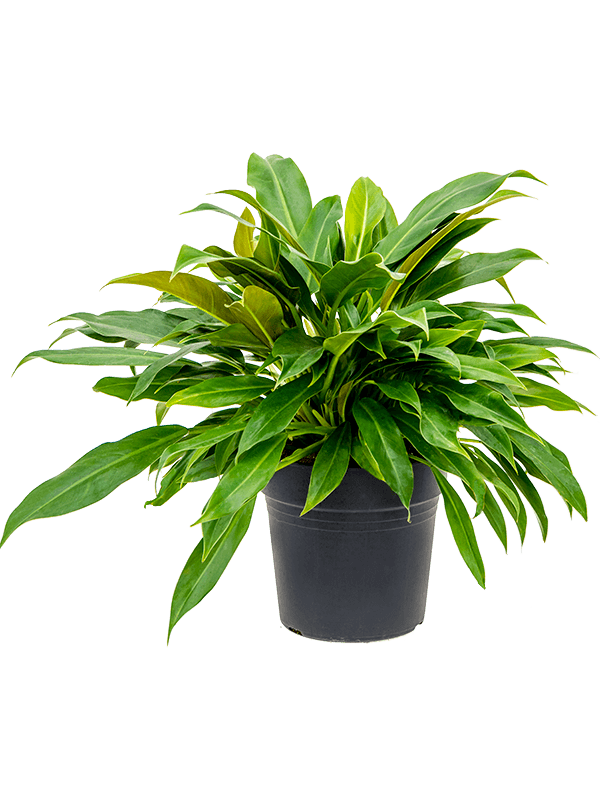 Lush Heart-Leaf Philodendron 'Little Phil' Indoor House Plants