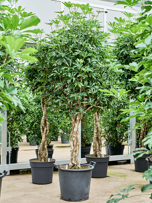 Easy-Care Umbrella Tree Schefflera arboricola 'Compacta' Tall Indoor House Plants Trees