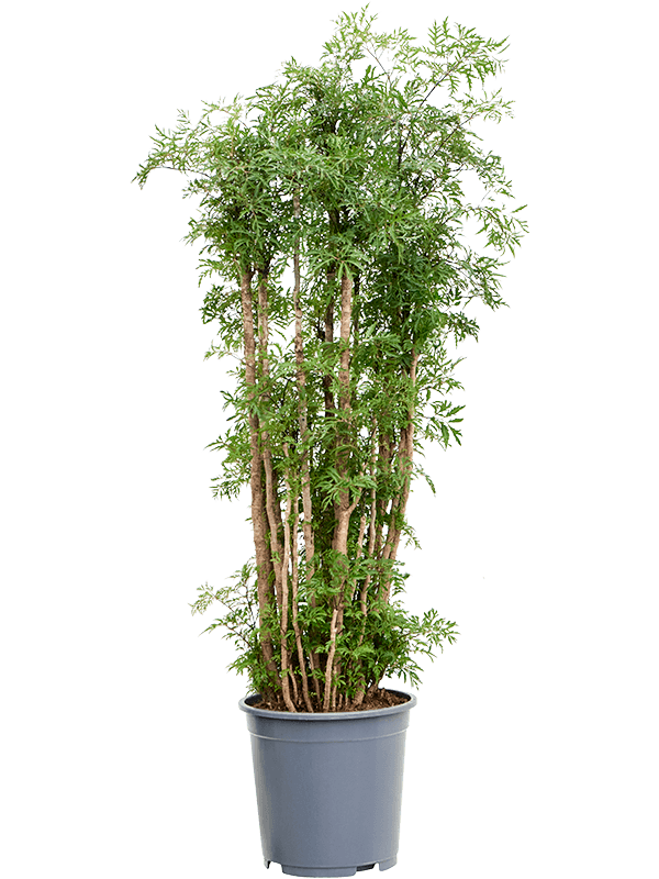 Lush Chinese Aralia (Polyscias) 'Ming' Indoor House Plants