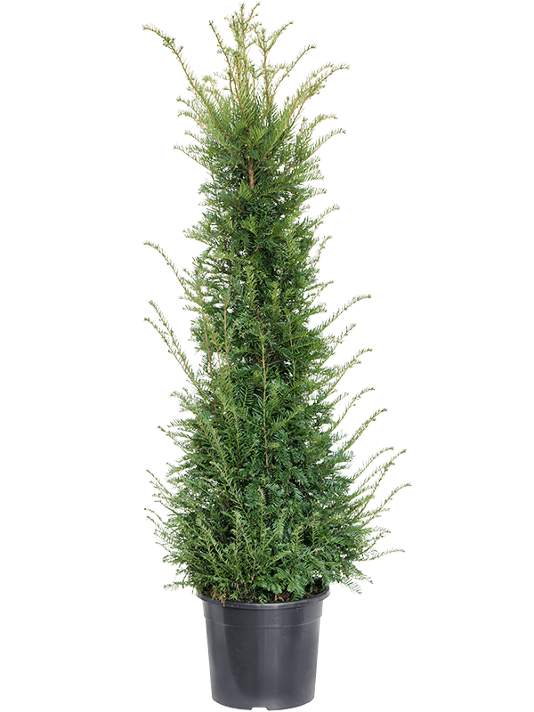 Photogenic English Yew Taxus baccata