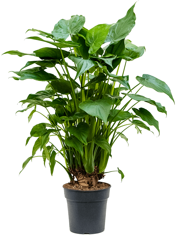 Cheerful Elephant Ear Alocasia cucullata Indoor House Plants