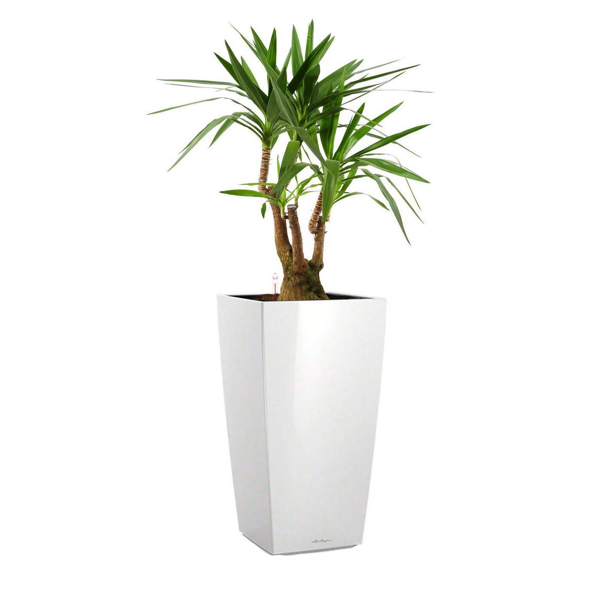 Yucca in LECHUZA CUBICO Self-watering Planter, Total Height 110 cm