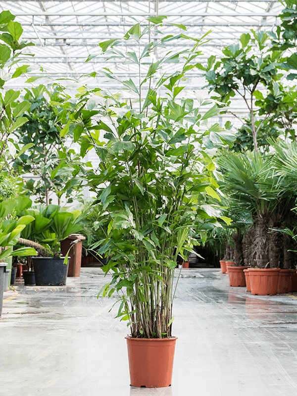 Lush Fishtail Palm Caryota mitis Indoor House Plants