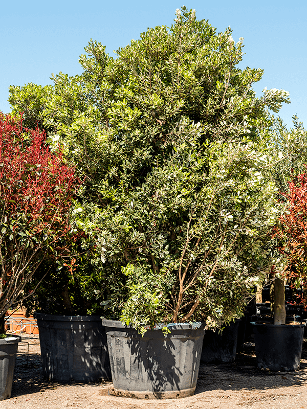 Metrosideros kermadecensis 'Variegata'