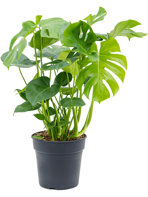 Shade-loving Swiss Cheese Plant Monstera deliciosa Indoor House Plants