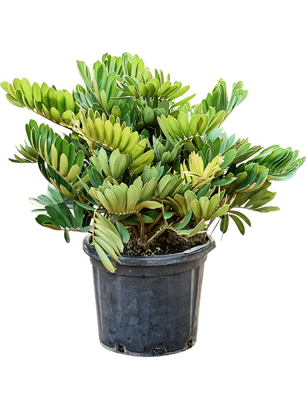 Lush Cardboard Palm Zamia furfuracea (80-100) Indoor House Plants