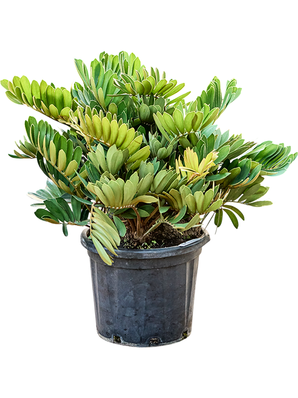 Lush Cardboard Palm Zamia furfuracea (80-100) Indoor House Plants