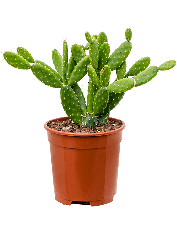 Photogenic Prickly Pear Cactus Opuntia gomera Indoor House Plants