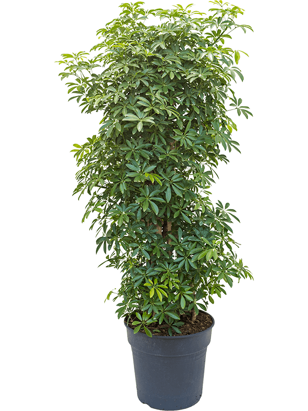 Easy-Care Umbrella Tree Schefflera arboricola 'Luseana' Indoor House Plants