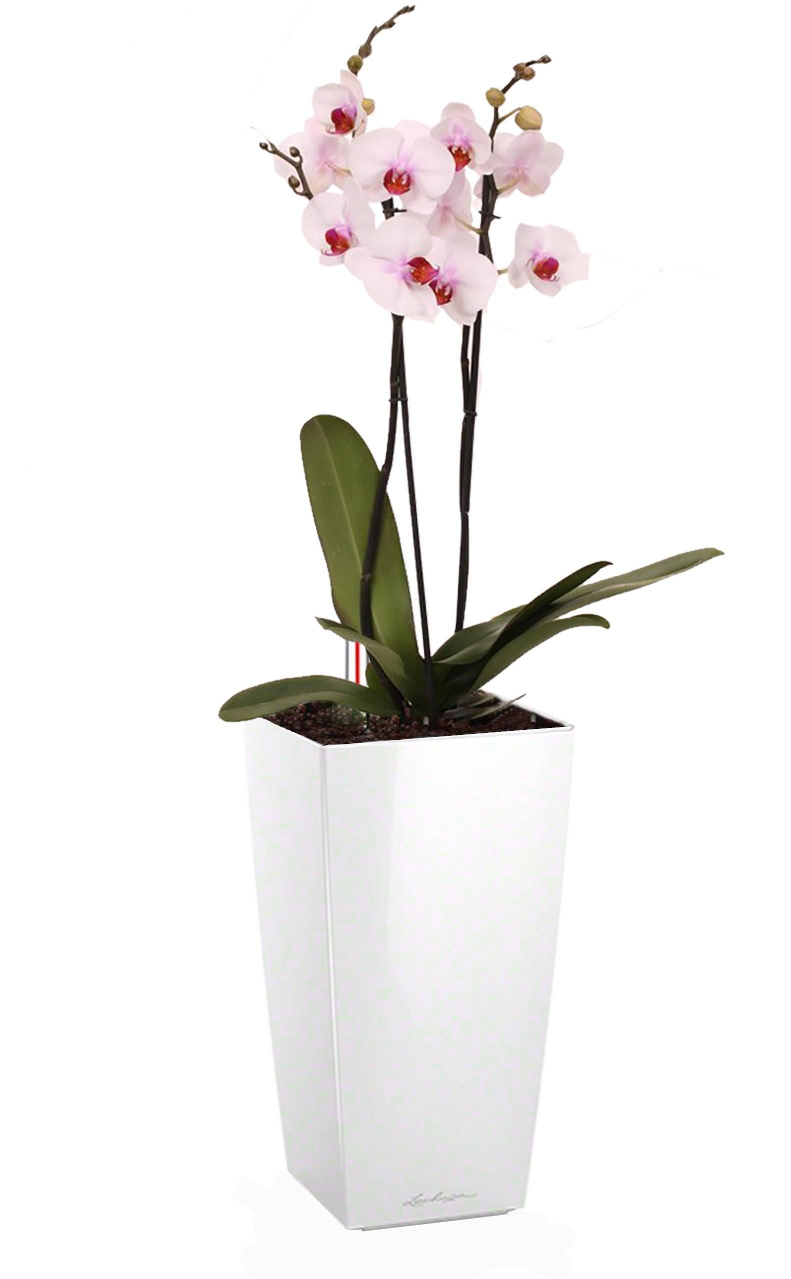 Blooming Phalaenopsis Orchid Standart in LECHUZA MAXI-CUBI Self-watering Planter, Total Height 50 cm
