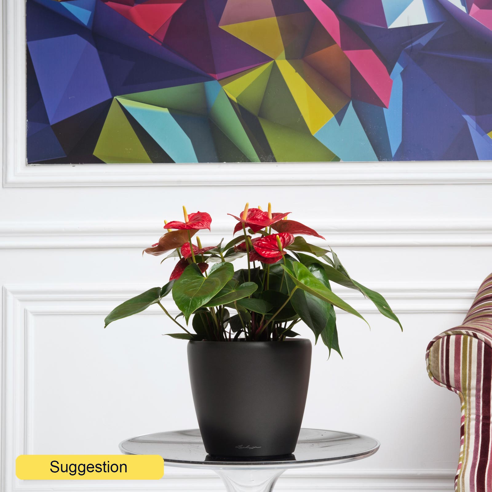 Colorful Flamingo Flower Anthurium andraeanum 'Dakota' Indoor House Plants