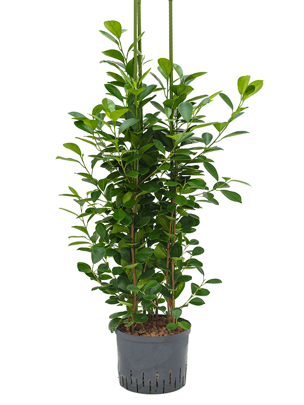 Lush Chinese Banyan Ficus microcarpa 'Moclame' Indoor House Plants