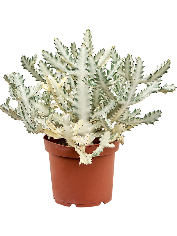 Euphorbia lactea 'Ghost' (50-70)
