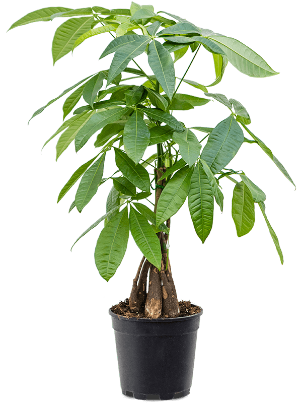 Insta-friendly Money Tree Pachira aquatica Tall Indoor House Plants Trees