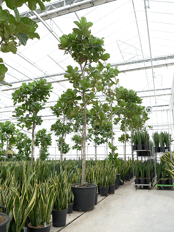 Lush Fiddle Leaf Fig Ficus lyrata Indoor House Plants