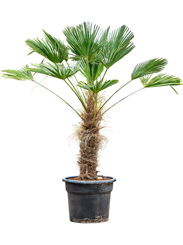 Windmill Palm Tree Trachycarpus wagnerianus