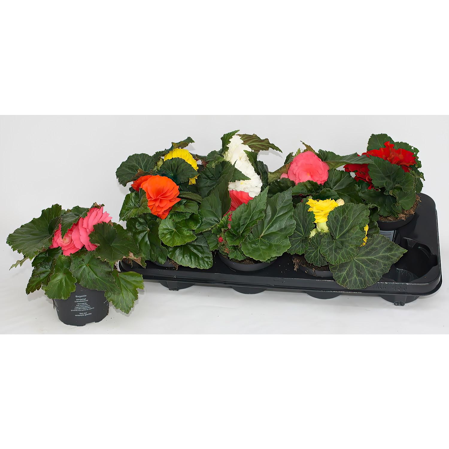 Cute Begonia tuberous Fortune Bush Indoor House Plants