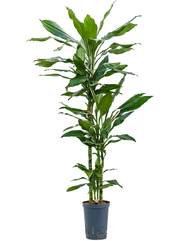 Easy-Care Corn Plant Dracaena fragrans 'Janet Lind' Tall Indoor House Plants Trees
