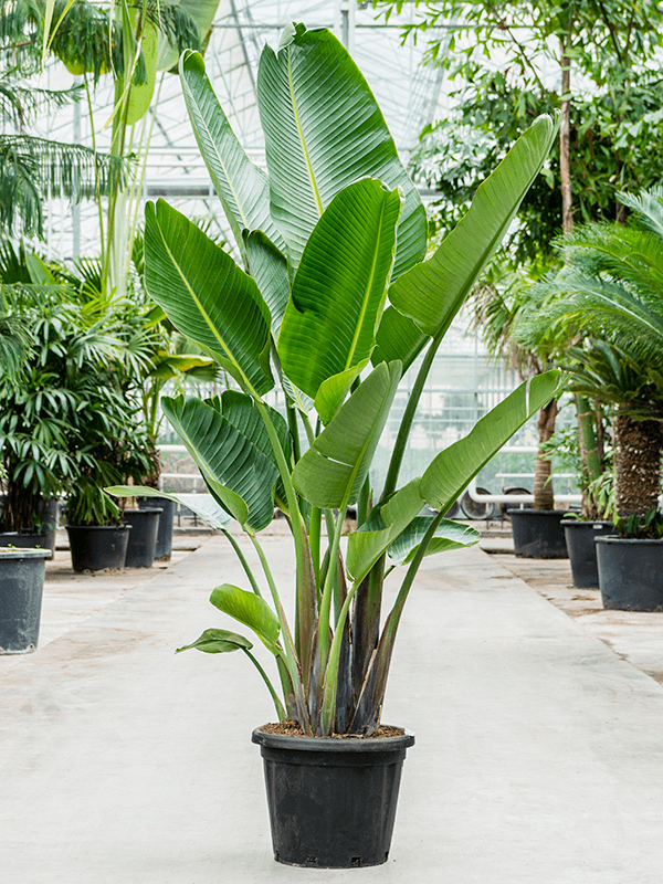 Tropical Bird of Paradise Strelitzia nicolai Indoor House Plants