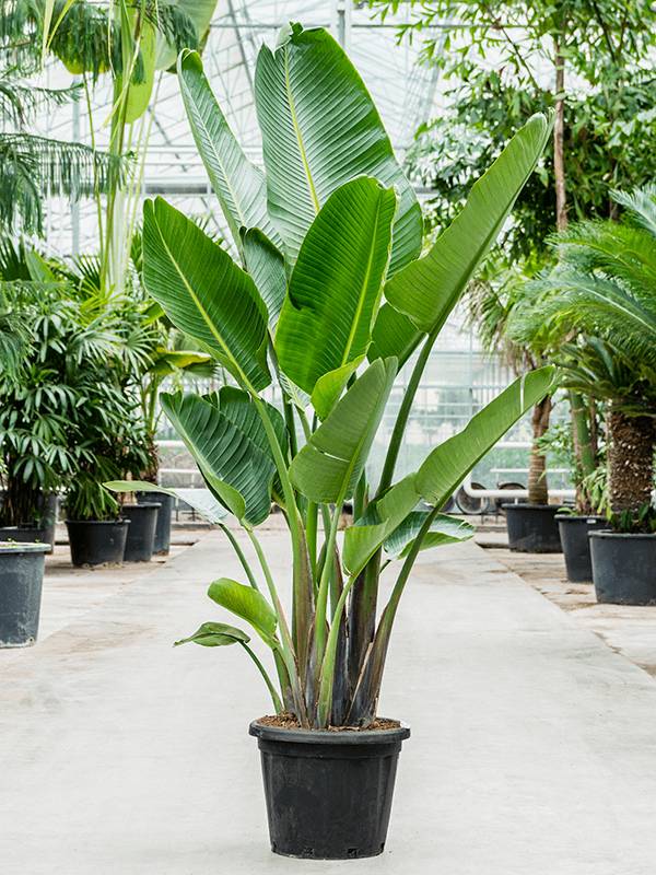 kokospalme zimmerpflanze Cocos nucifera