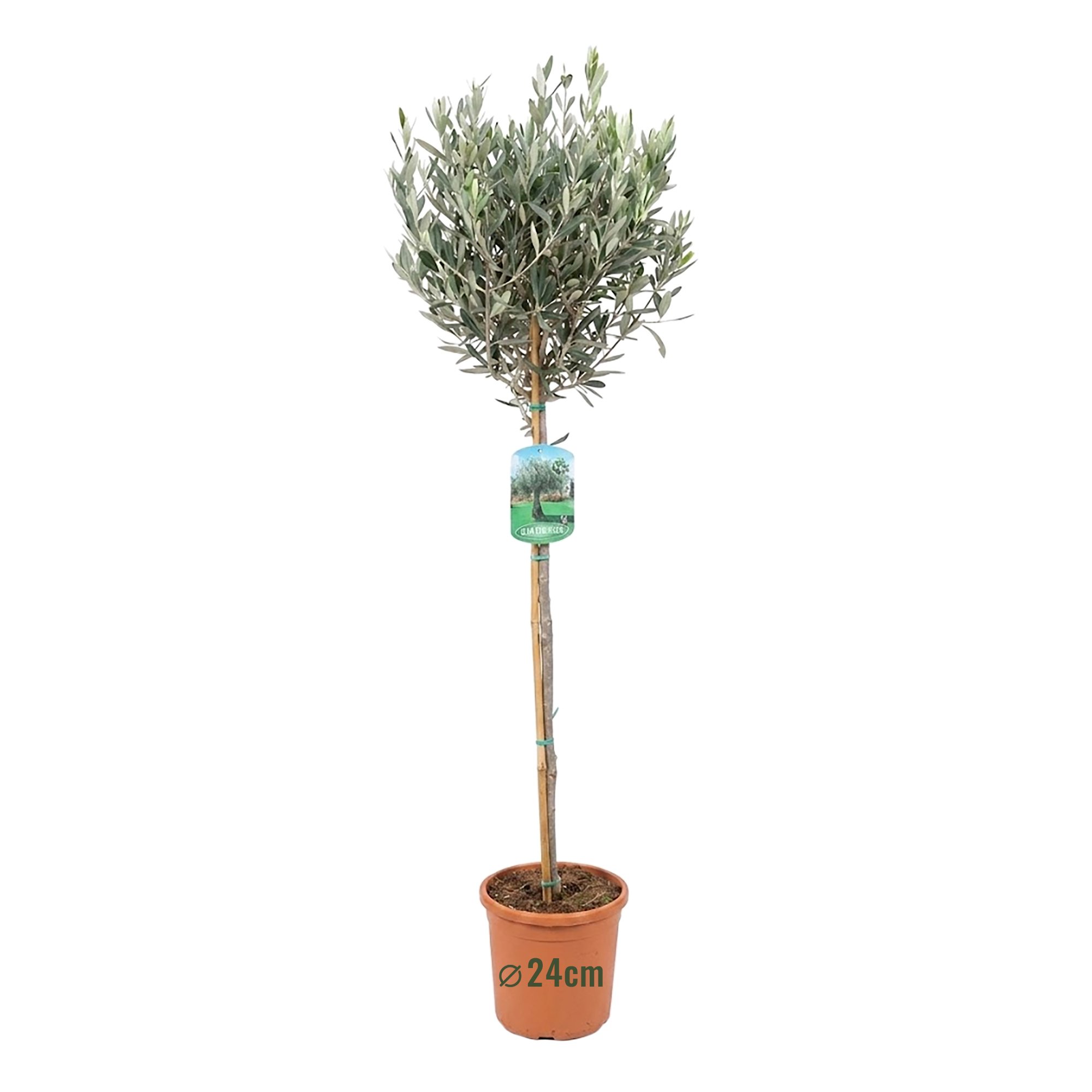 Olive Tree | Olea europea
