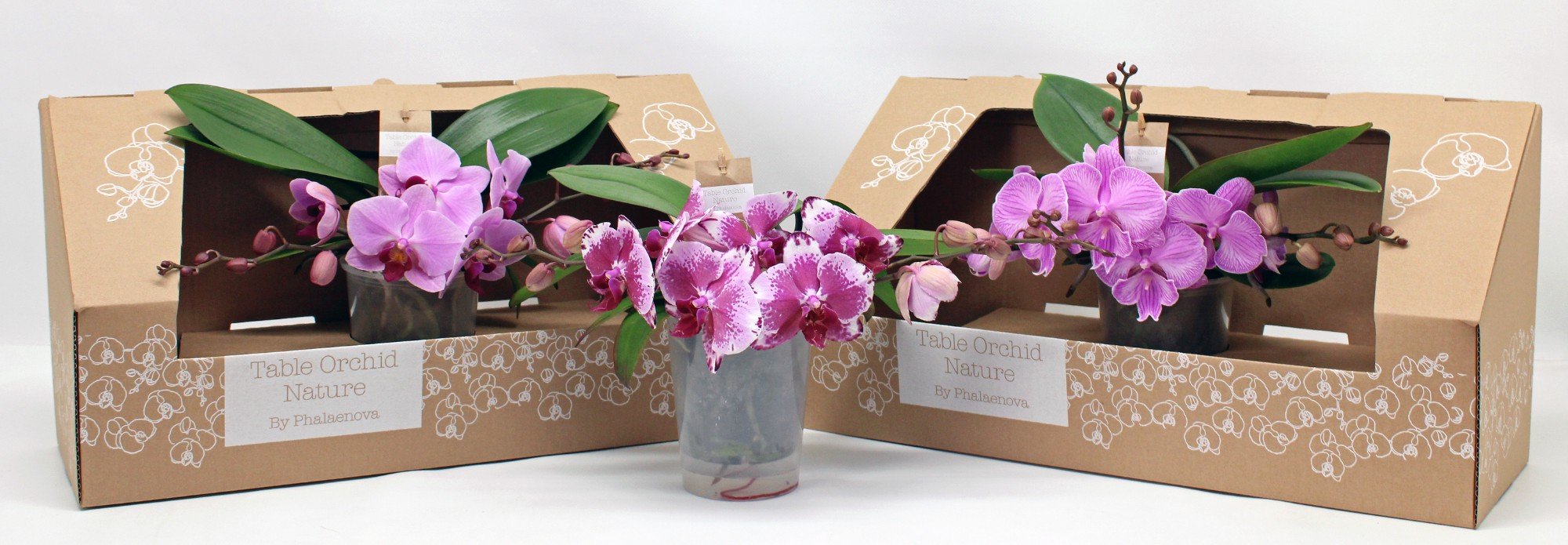 Phalaenopsis Table Orchid