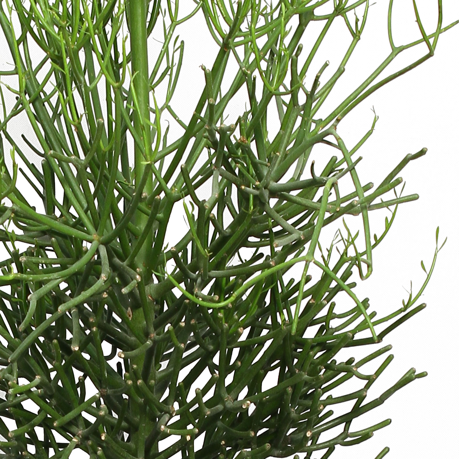 Cheerful African Milk Tree Euphorbia tirucalli Indoor House Plants