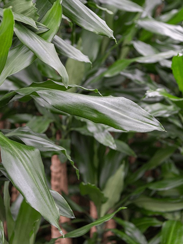 Vibrant Corn Plant Dracaena fragrans 'Burundii' Tall Indoor House Plants Trees