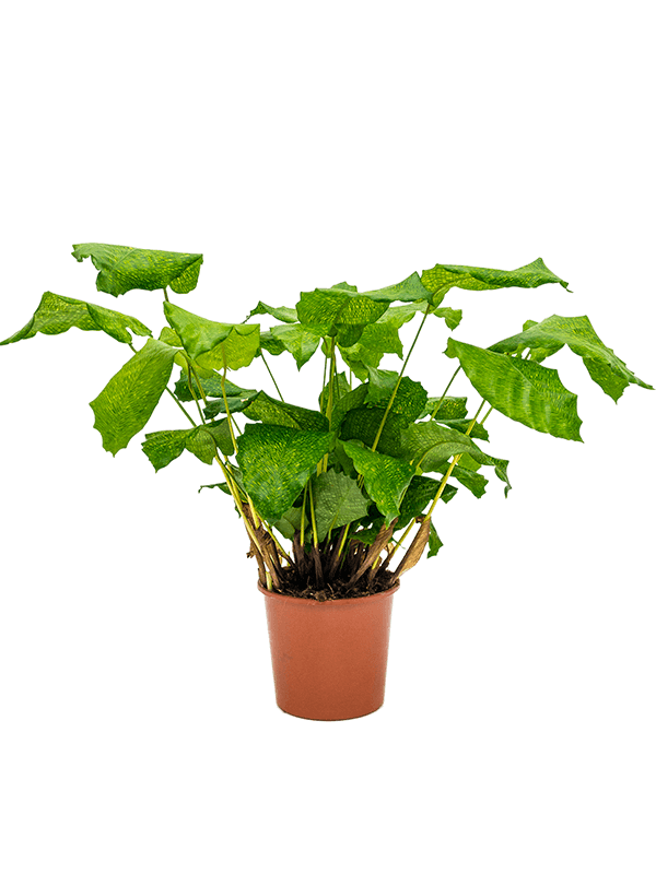 Lush Peacock Plant Calathea musaica (Network) Indoor House Plants