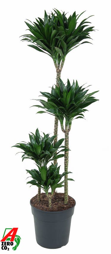 Easy-Care Corn Plant Dracaena fragrans 'Compacta' Indoor House Plants