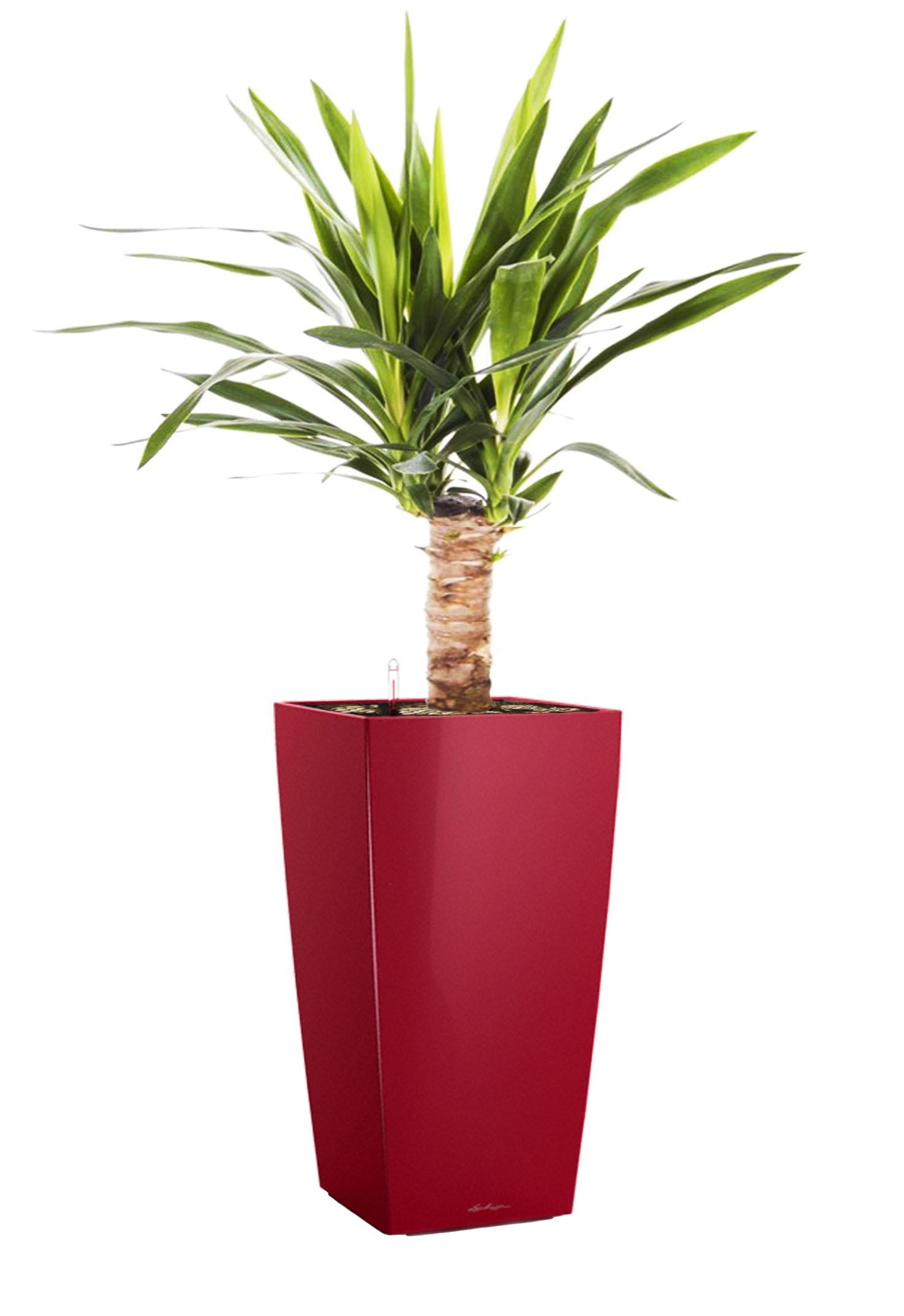 Yucca in LECHUZA CUBICO Self-watering Planter, Total Height 70 cm