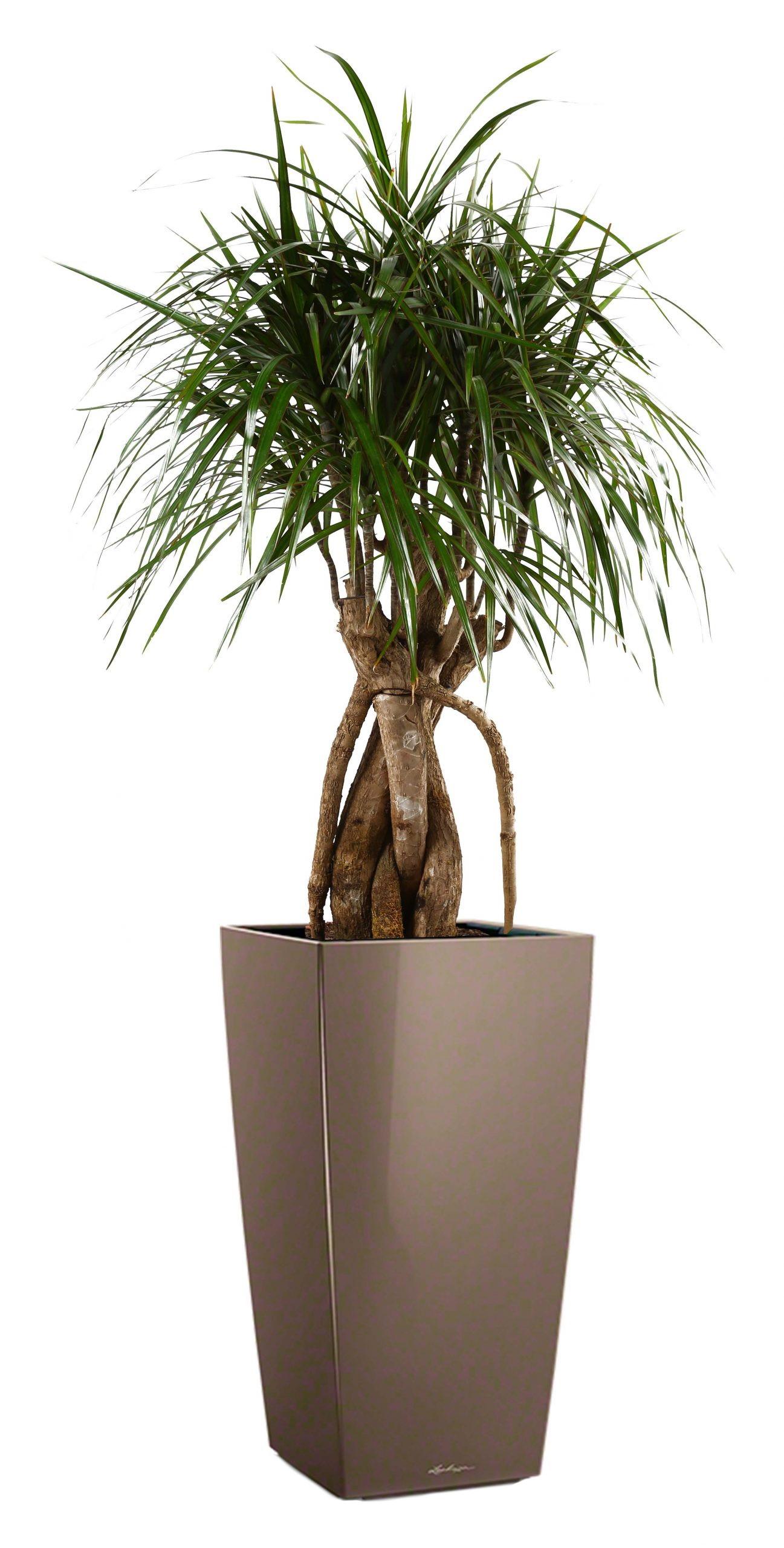 Dracaena Marginata in LECHUZA CUBICO Self-watering Planter, Total Height 150 cm