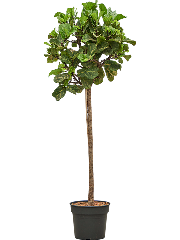Lush Fiddle Leaf Fig Ficus lyrata Indoor House Plants