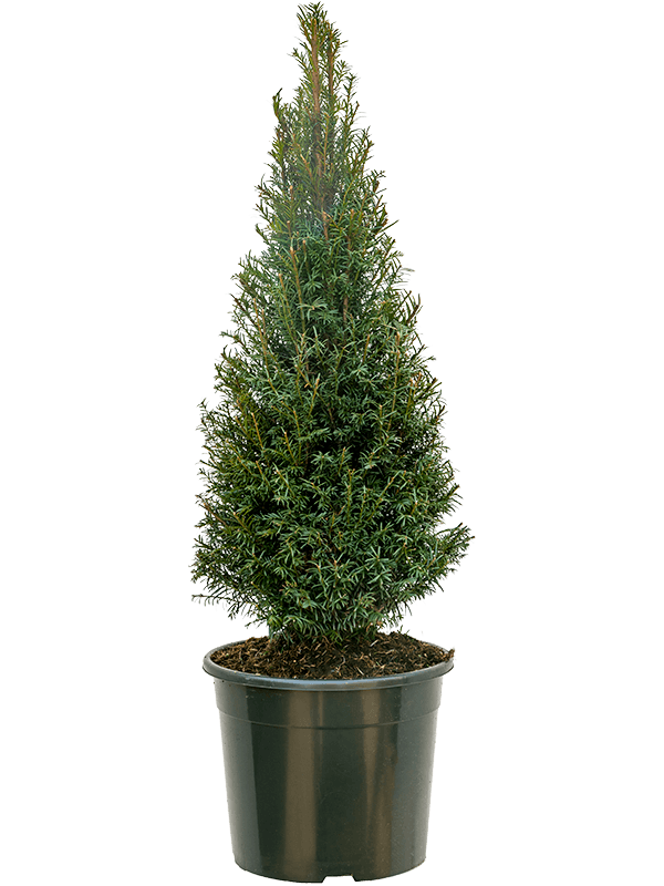 Photogenic English Yew Taxus baccata