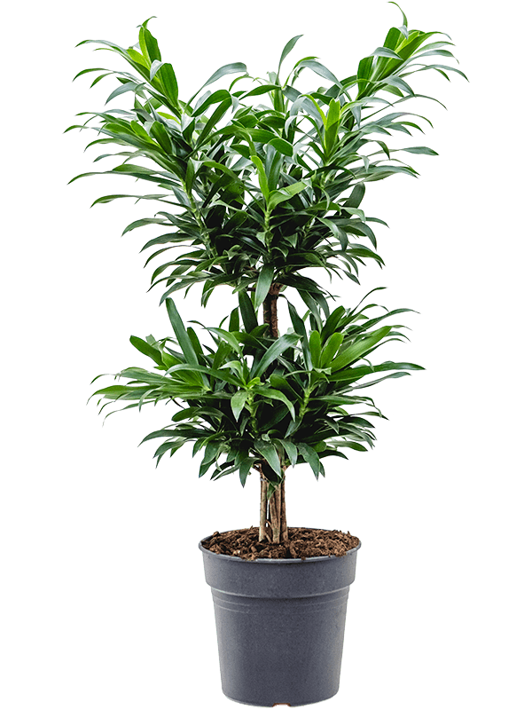 Easy-Care Dragon Tree Pleomele (Dracaena) reflexa Tall Indoor House Plants Trees