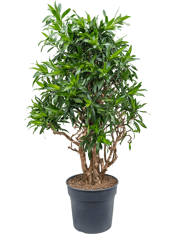 Fabulous Pleomele (Dracaena) reflexa 'Song of Jamaica' Tall Indoor House Plants Trees