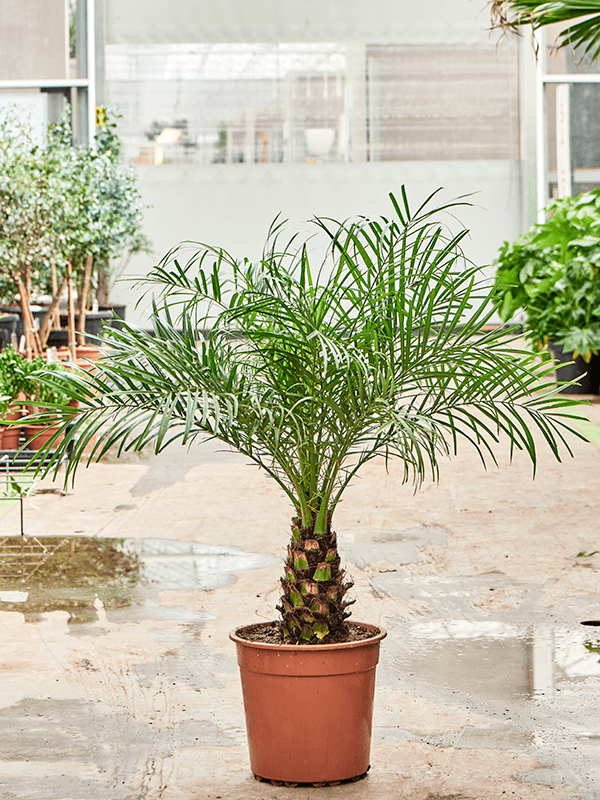 Tropical Pygmy Date Palm Phoenix roebelenii Indoor House Plants