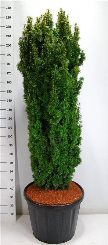 Photogenic English Yew Taxus baccata 'Fastigiata Aurea' (170-190) Outdoor Plants