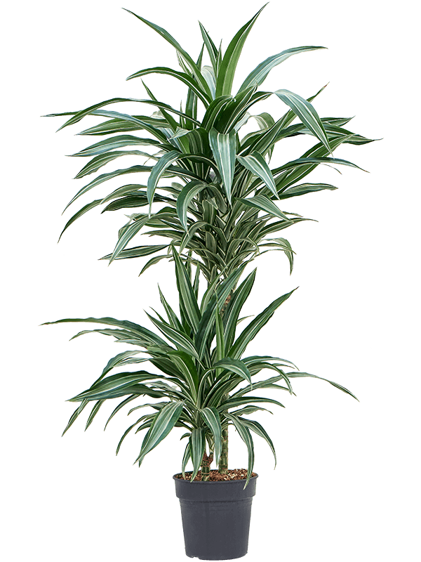 Easy-Care Corn Plant Dracaena fragrans 'Ulises' Tall Indoor House Plants Trees