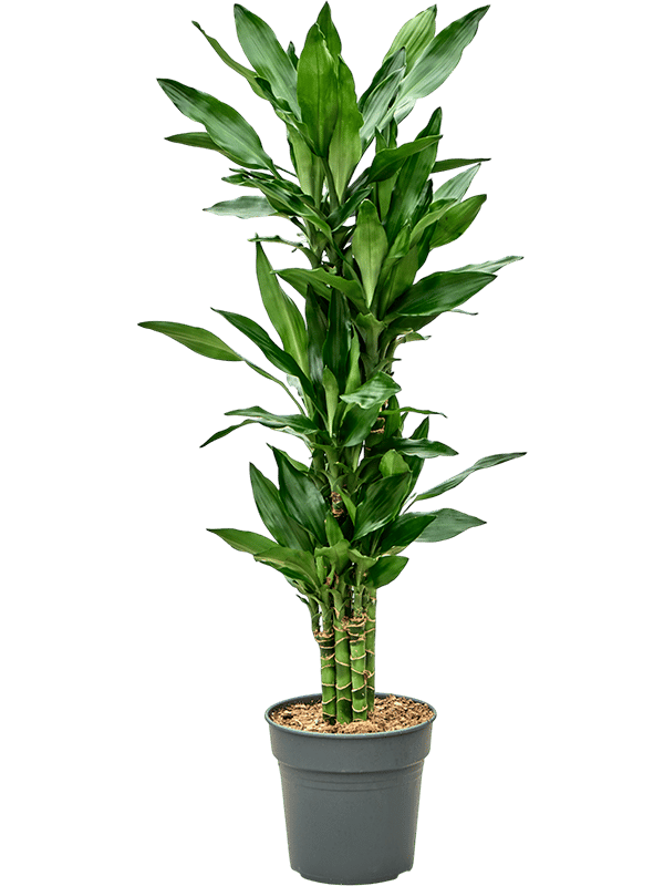 Vibrant Corn Plant Dracaena fragrans 'Burundii' Tall Indoor House Plants Trees