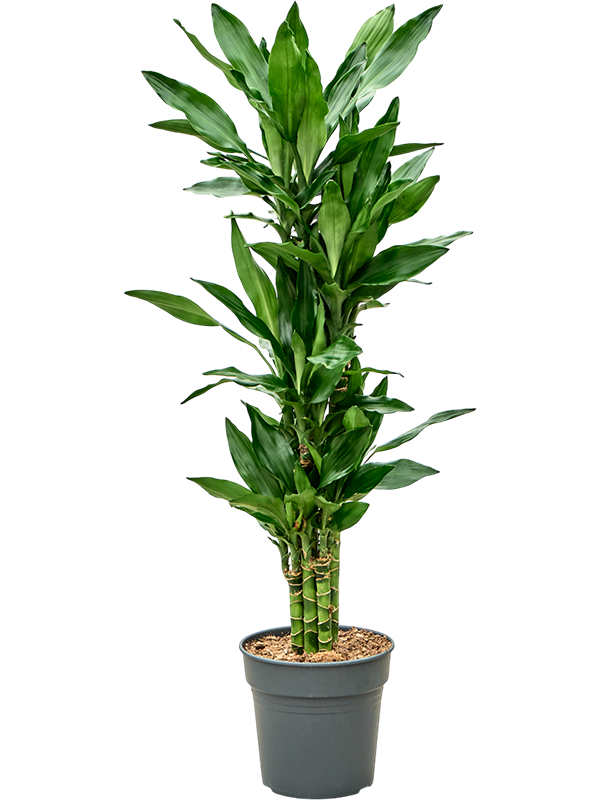 Vibrant Corn Plant Dracaena fragrans 'Burundii' Tall Indoor House Plants Trees