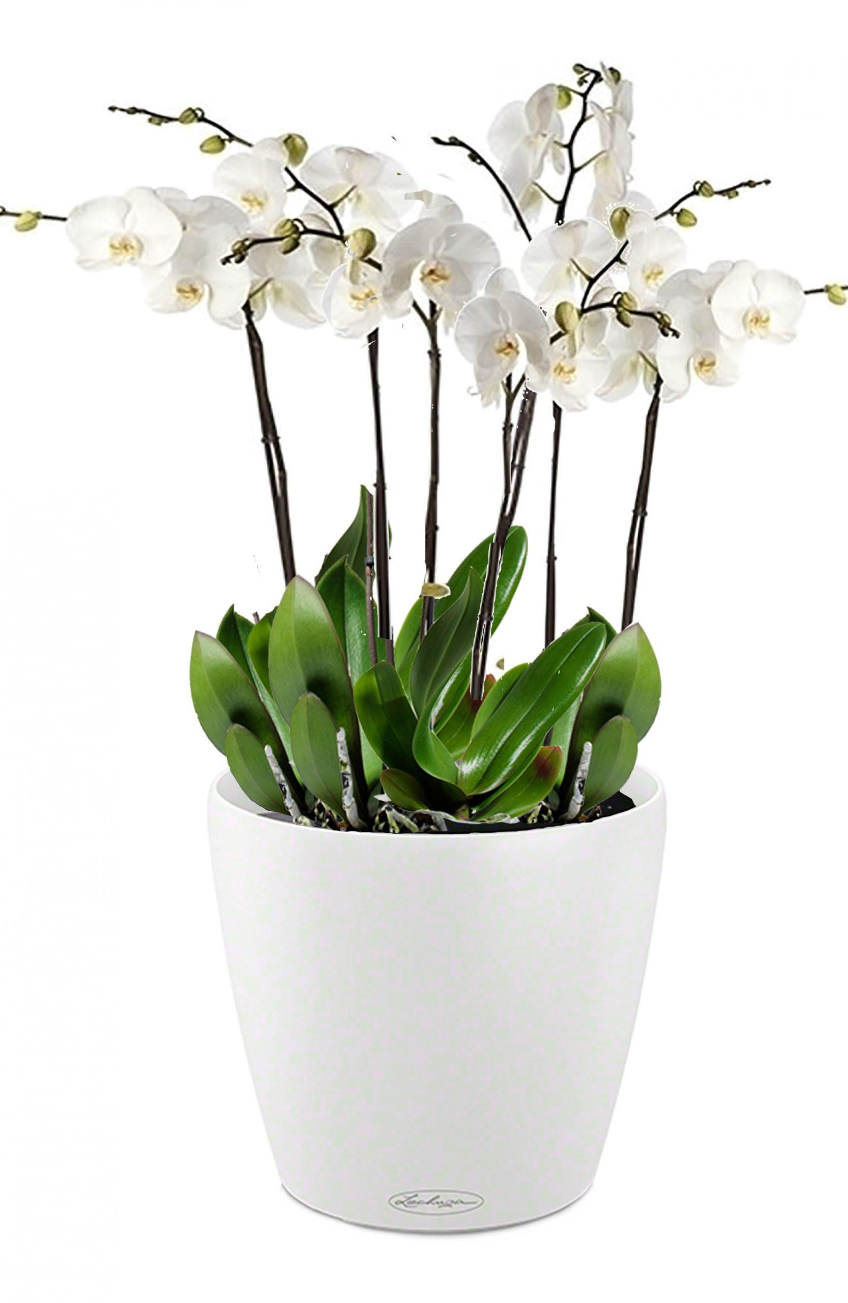 Blooming Orchids in LECHUZA CLASSICO Color Self-watering Planter, Total Height 60 cm