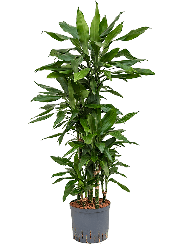 Easy-Care Corn Plant Dracaena fragrans 'Janet Lind' Tall Indoor House Plants Trees