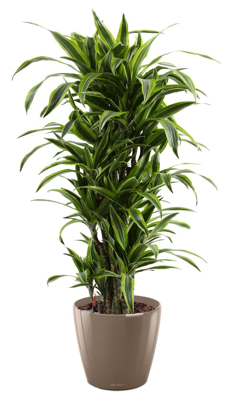 Dracaena Fragrans Lemon Lime in LECHUZA CLASSICO LS Self-watering Planter, Total Height 140 cm