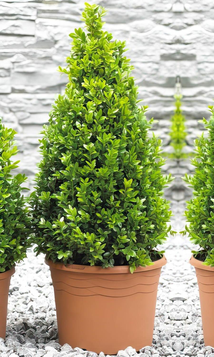 Photogenic Boxwood Buxus pyramid (Buxus Sempervirens)